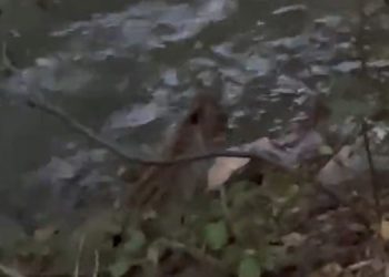 Koruma altındaki vaşak görüntülendi