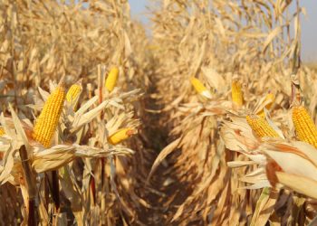 Mısır çiftçisinin kaderi 3-5 fabrikanın elinde