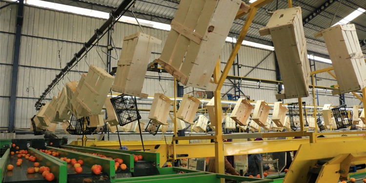 Narenciye paketleme işçileri: Korku içerisinde çalışıyoruz Narenciye paketleme işçileri: Korku içerisinde çalışıyoruz