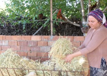 Ekolojik şiddete karşı bir simge: Necla Işık