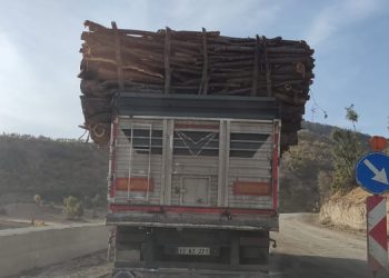 Şırnak’ta ağaç kıyımı sürüyor