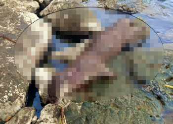 Koruma altındaki su samuru ateş edilerek öldürüldü