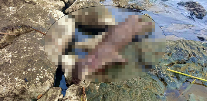 Koruma altındaki su samuru ateş edilerek öldürüldü Koruma altındaki su samuru ateş edilerek öldürüldü