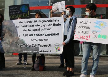 Yaban keçilerinin öldürülmesi için yapılan ihaleye tepki