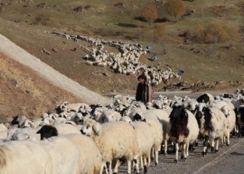 Yem fiyatları arttı, sürüler yaylada kaldı