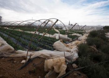 2 bin dönüm tarım arazisi fırtınadan zarar gördü