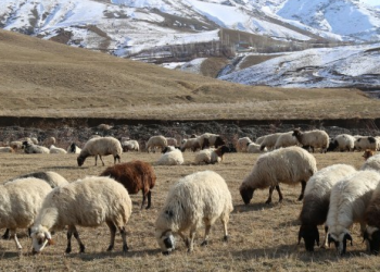 Besiciler: Hayvanlarımızı satarak kalanlara bakabiliyoruz