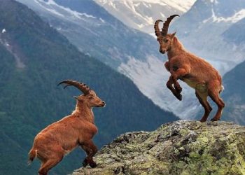 Dersim’in halka kapalı alanları avcılara açık