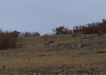 İHD’den dağ keçilerin katledilmesine tepki