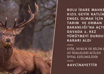 Kızıl geyik avı ihalesinde ikinci kez durdurma kararı