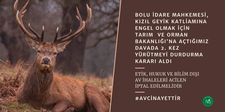 Kızıl geyik avı ihalesinde ikinci kez durdurma kararı Kızıl geyik avı ihalesinde ikinci kez durdurma kararı