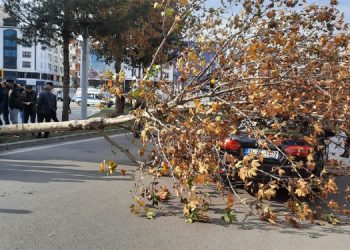 Kökleri kesilen ağaç aracın üzerine devrildi