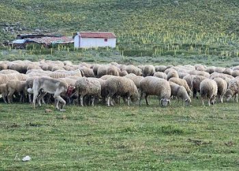 Mahkeme, Emirdağ yaylalarında altın arama faaliyetlerini durdurdu