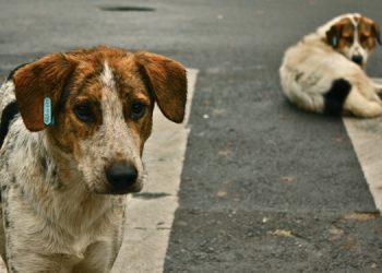 ÖHD: Hayvanlar için barınağın yasal bir zemini yok