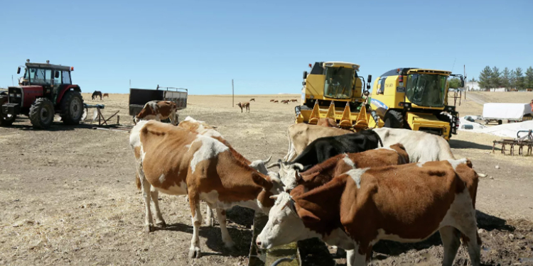 TOBB Hayvancılık Meclisi Başkanı: Kırmızı et arzında sıkıntı yaşanabilir TOBB Hayvancılık Meclisi Başkanı: Kırmızı et arzında sıkıntı yaşanabilir