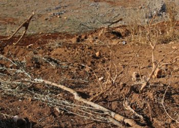 AKP’li Eyyübiye Belediyesi 3 bin zeytin ağacını kesti