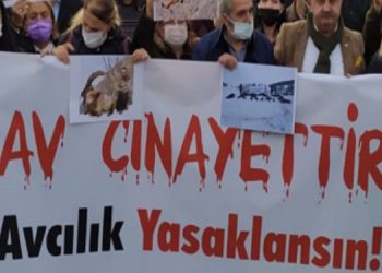 Kaçak avcılar, nesli tükenme tehlikesi altında olan bir dağ keçisini vurdu