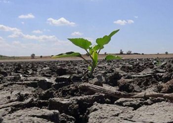 Aksu: Çölleşmeden kurtaracak tek kalkan ormanlaşmaktır
