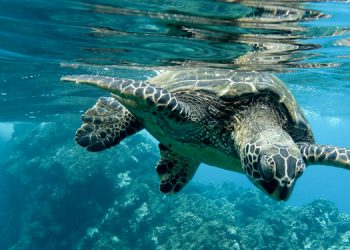 Antalya’da kuş cenneti ve caretta caretta yuvalama alanına çim yapıldı