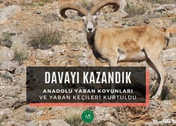 Avlanan yaban hayvanları için açılan dava kazanıldı
