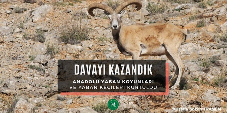 Avlanan yaban hayvanları için açılan dava kazanıldı Avlanan yaban hayvanları için açılan dava kazanıldı