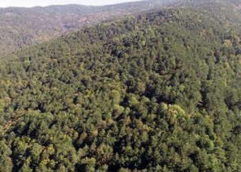 Mersin’de ormanlar TOKİ sınırları içine alındı