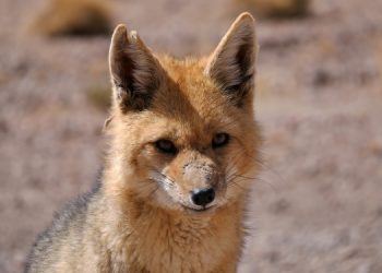 Tilkiye şiddet uygulayan 4 kişiye para cezası