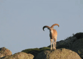 Danıştay, avlama ihalelerini iptal etti: 39 yaban keçisi kurtuldu