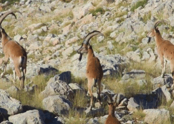 Danıştay yaban keçisi avı ihalesini iptal etti