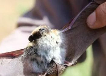 Salda Gölü’nde nesli tehdit altında olan türler görüldü