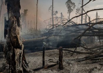 21 Mart Dünya Orman Günü: Ormanlar her yerde tehdit altında