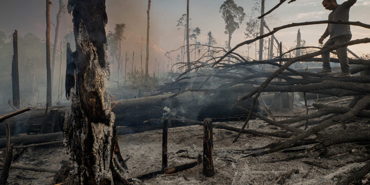 21 Mart Dünya Orman Günü: Ormanlar her yerde tehdit altında 21 Mart Dünya Orman Günü: Ormanlar her yerde tehdit altında