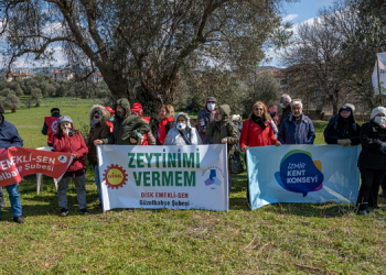 Ekoloji örgütleri: Zeytinlik talanını durduracağız