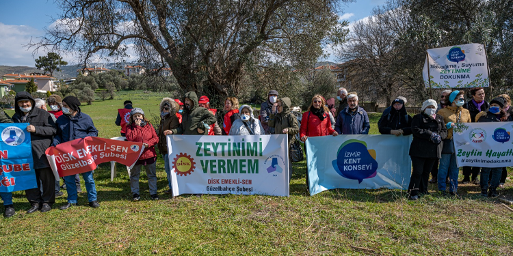 Ekoloji örgütleri: Zeytinlik talanını durduracağız Ekoloji örgütleri: Zeytinlik talanını durduracağız
