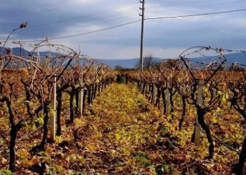 Sultaniye üzümüne JES tehdidi