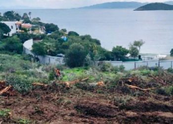 Bodrum Bitez’de ağaç kesimi