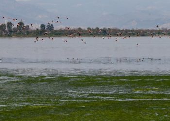 Deniz yosunları tekrar ortaya çıktı