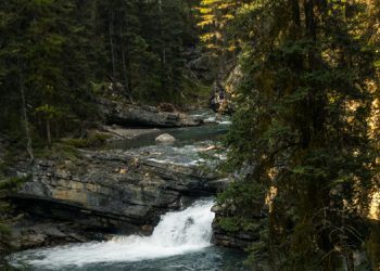 Dünyada her dört hayvan ve bitki türünden biri yok olma tehlikesi altında