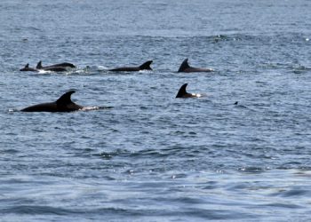 İstanbul’da 24 ölü yunus balığı kıyıya vurdu