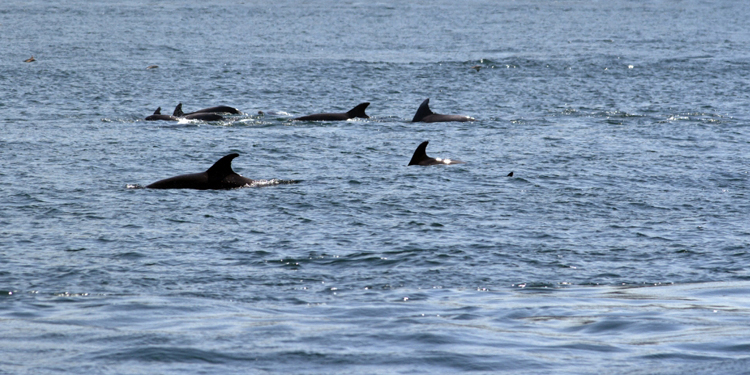 İstanbul’da 24 ölü yunus balığı kıyıya vurdu İstanbul’da 24 ölü yunus balığı kıyıya vurdu