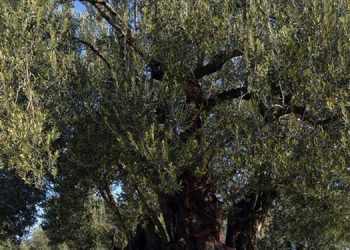 ŞPO Maden Yönetmeliği’nin iptali için dava açacak