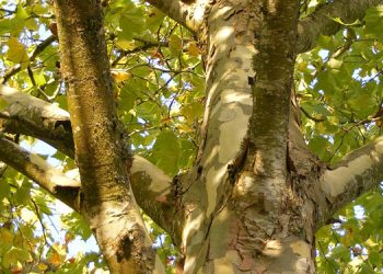 TEMA’dan İBB’nin kestiği çınar ağaçları hakkında açıklama: Tedavisi mümkün değil