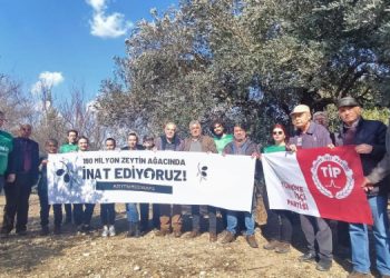 Zeytin yürüyüşü sürüyor: Tarım sistematik olarak bitiriliyor