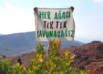 Ekoloji örgütleri: Zeytinlik talanını durduracağız