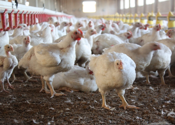 Çin’de kuş gribinin H3N8 türüne ilk kez bir insanda rastlandı