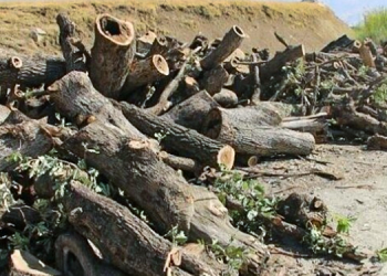 Operasyonla birlikte ağaç kıyımı başladı: Bu katliama son verin