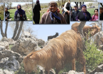 Talana bastonlu direniş: Doğamız satılık değil