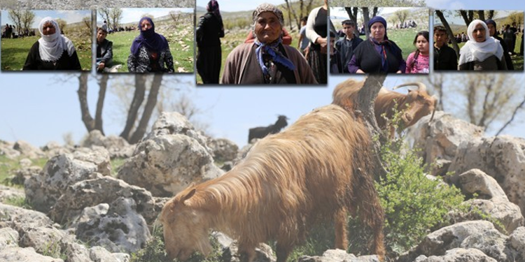 Talana bastonlu direniş: Doğamız satılık değil Talana bastonlu direniş: Doğamız satılık değil