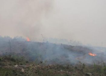 Dörtyol’da orman yangını