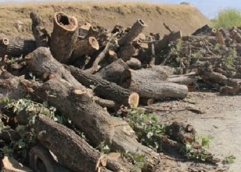 Ekoloji çevrelerine: Kürdistan’a sessiz kaldıkça kazanamazsınız